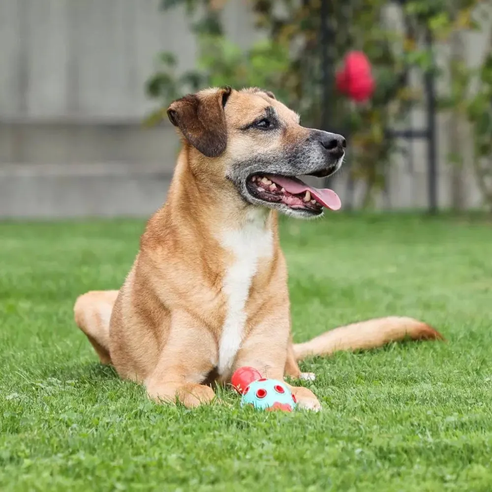 ToyFastic cono gioco per cani gomma 15x6,5cm riempibile