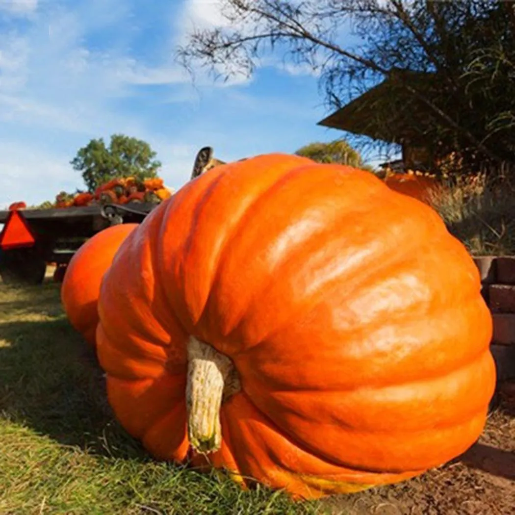 Semi zucca gigante 20 semi orto pieno sole