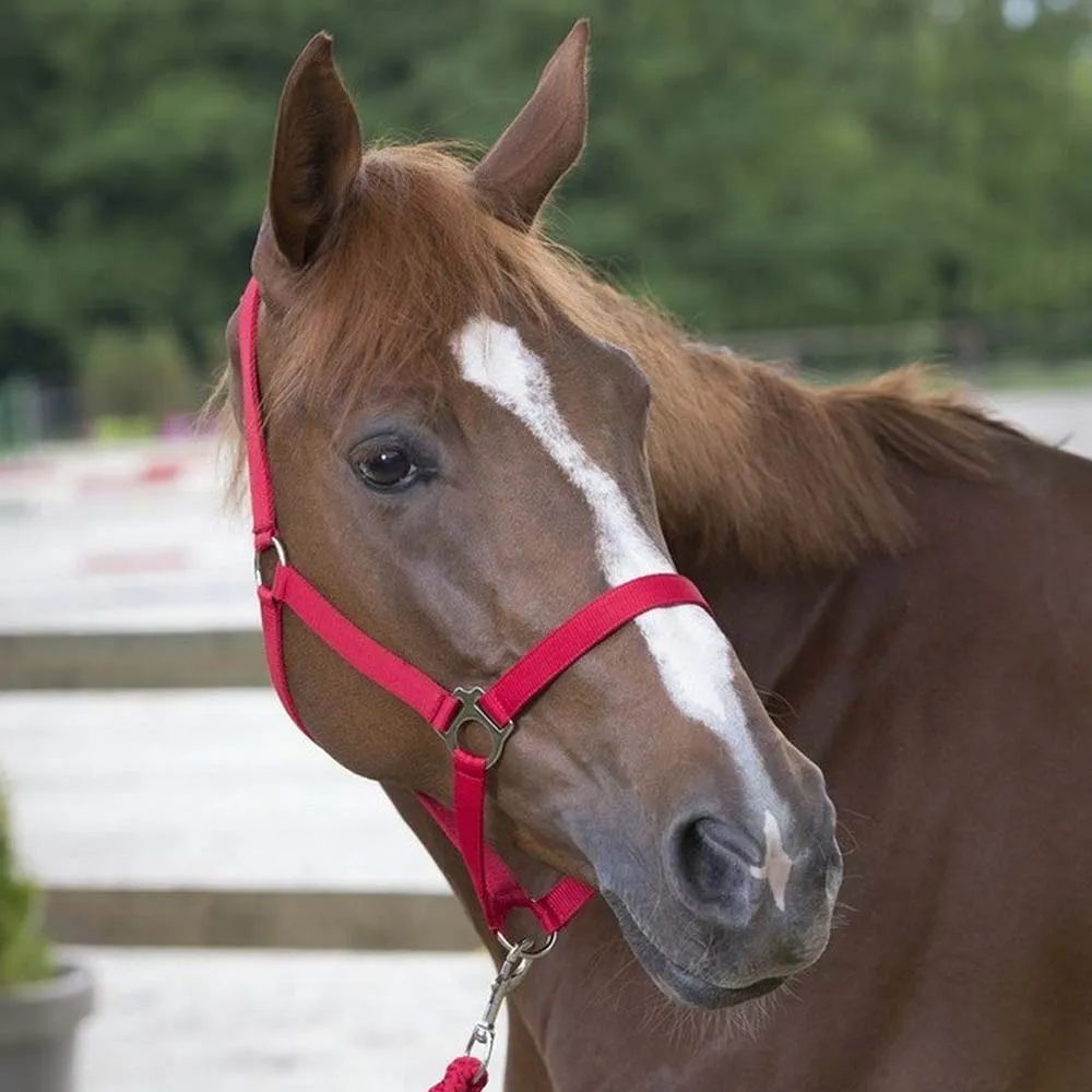 Beikircher Classic Cavezza Cavallo Nylon Doppia Treccia