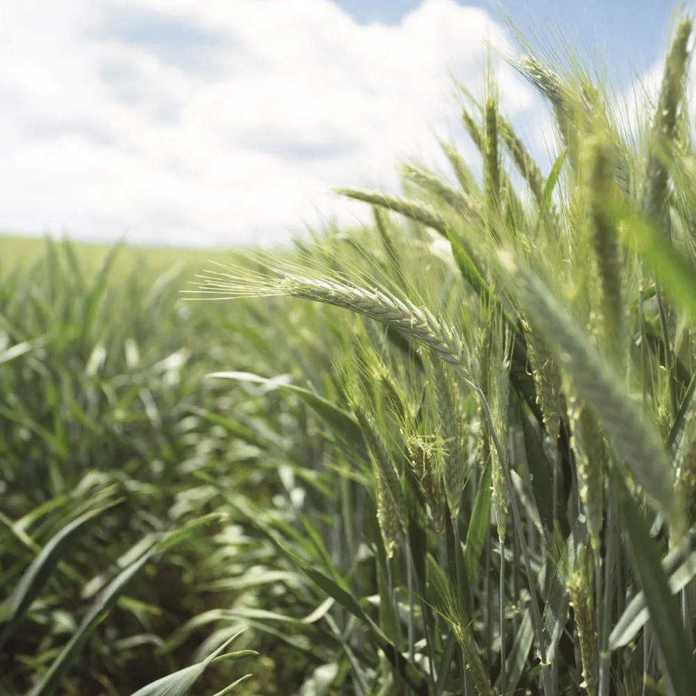 Beikircher Grünland Claudius triticale invernale 30 kg biomassa