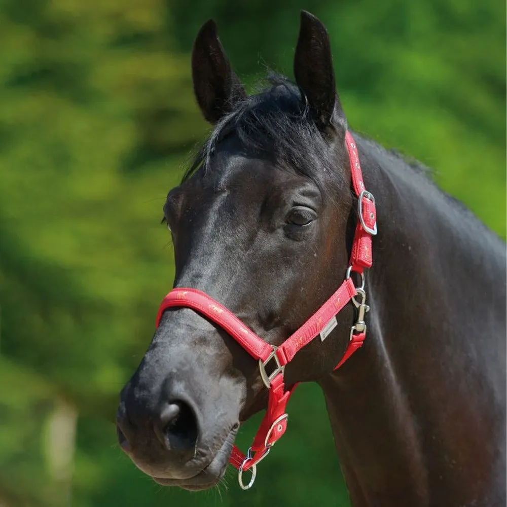 Pferdchen cavezza cavallo imbottita nera regolabile Full