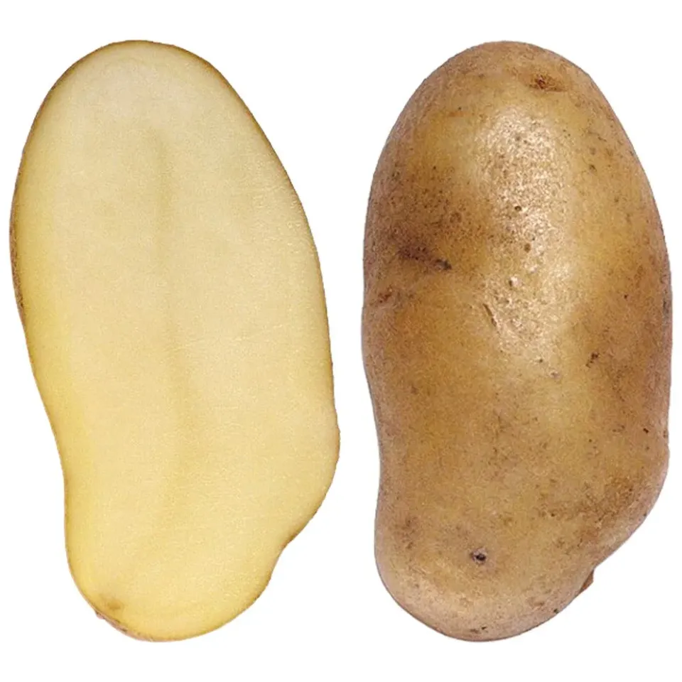 Beikircher Grünland Solo patate semina cerose 25 kg