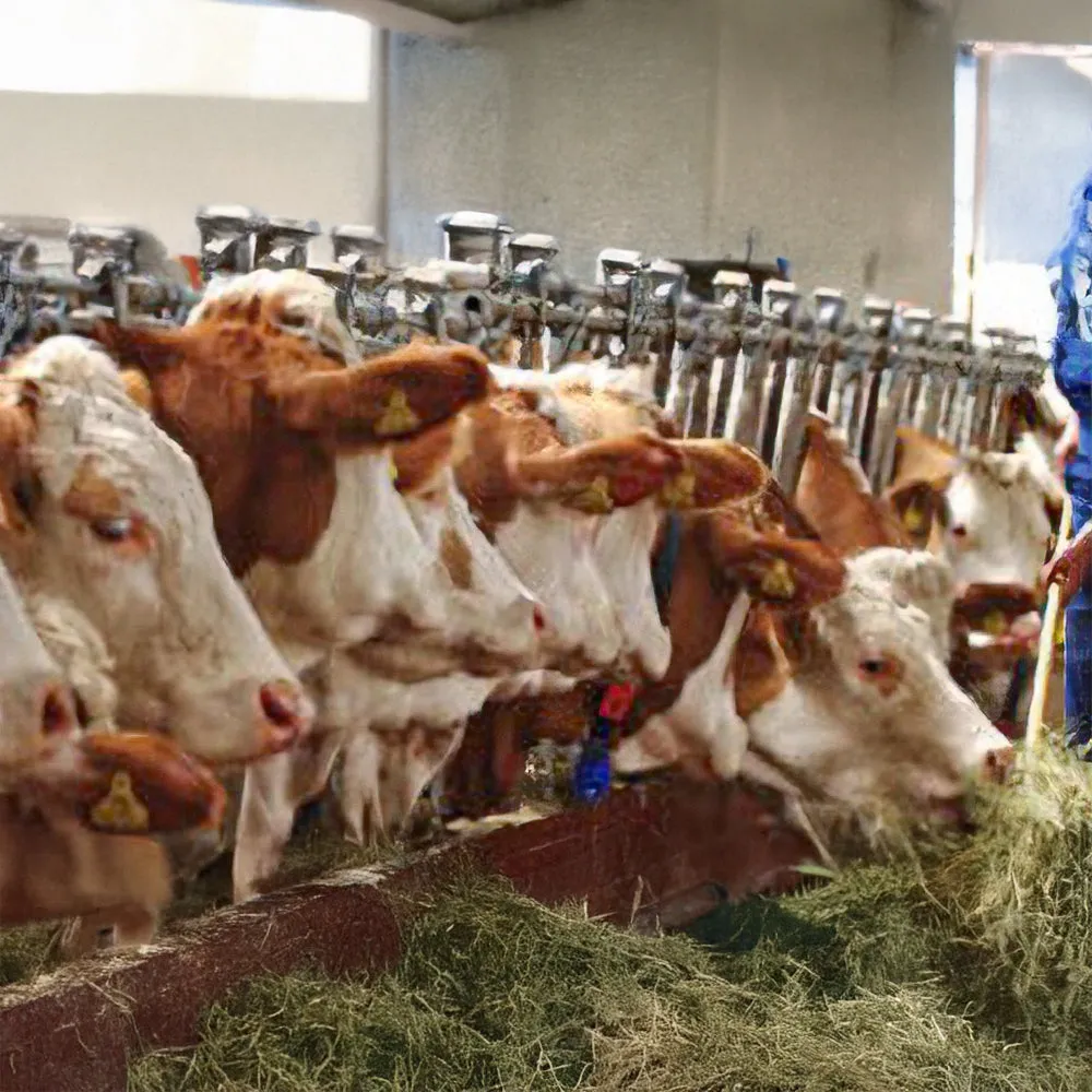 Beikircher Grünland Unifeed Mangime Vacche in Asciutta