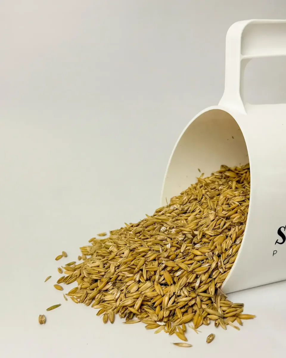 Siglhorse Hafer Gequetscht avena schiacciata cavalli