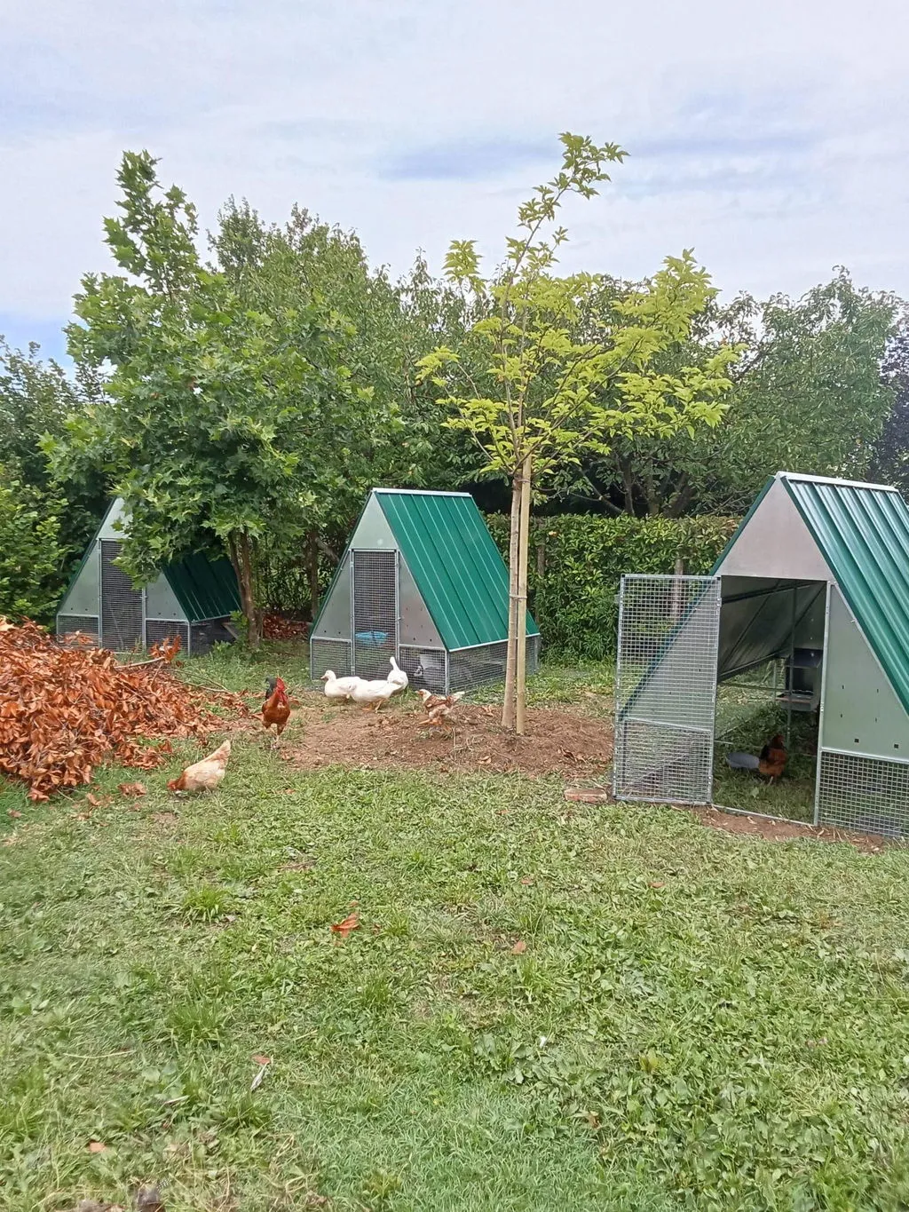 Il Verde Mondo Pollaio Ferro 20 Galline Ovaiole 192x182 cm