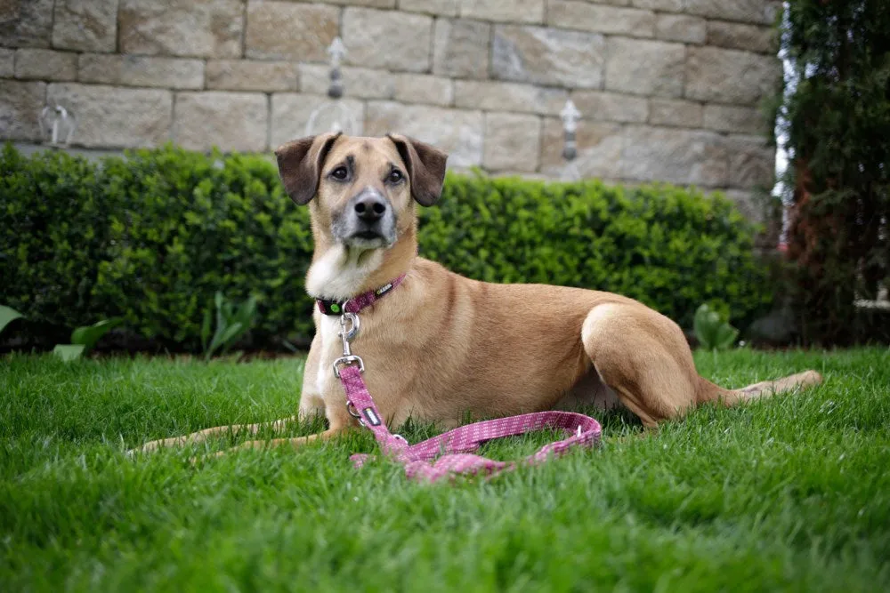 Beikircher Grünland Colorado guinzaglio cani fucsia regolabile