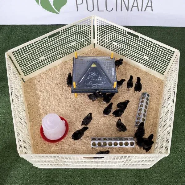 Il Verde Mondo Pulcinaia Svezzamento 30 Pulcini Kit Completo