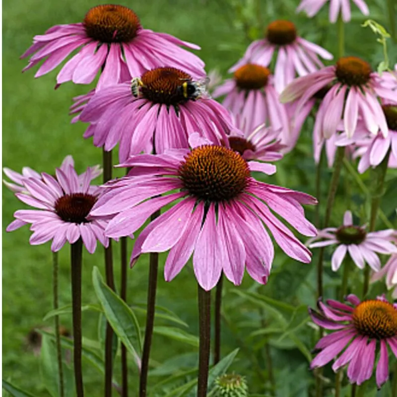 Natusat Echinacea Purpurea succo cavalli 1 l immunitario