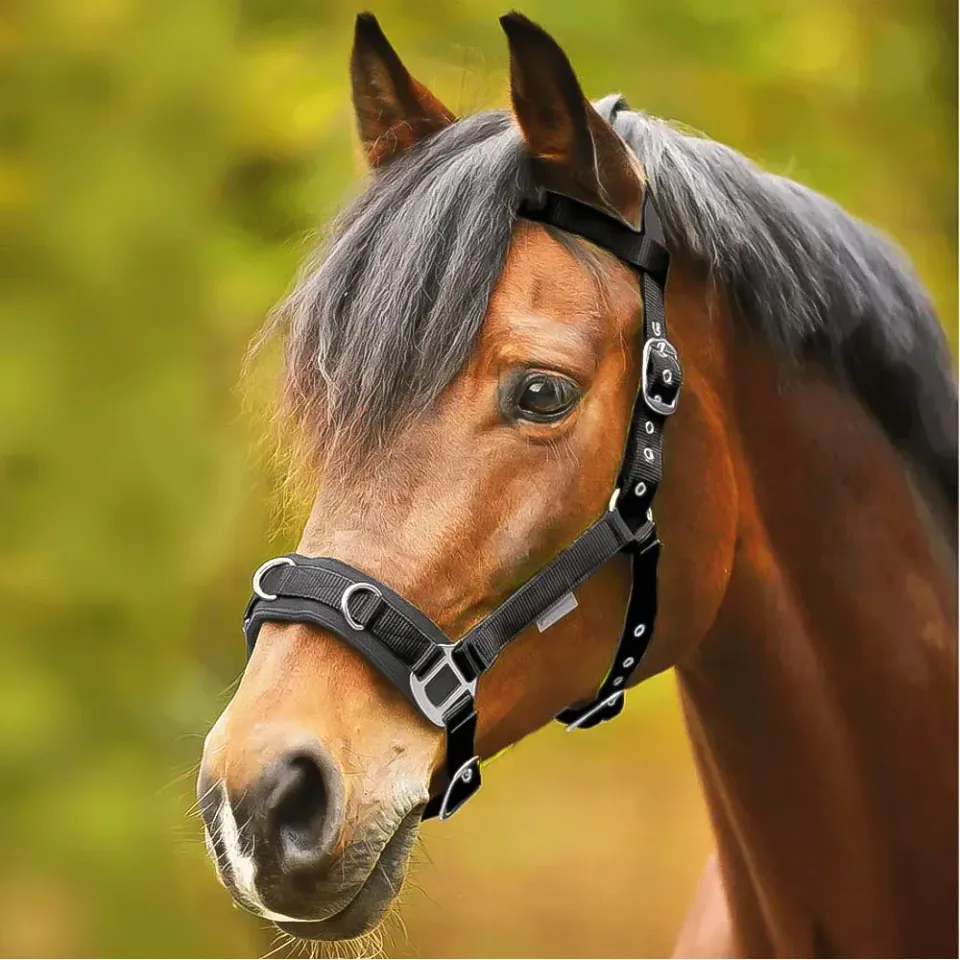 Beikircher Grünland cavezza pony nylon nera imbottita