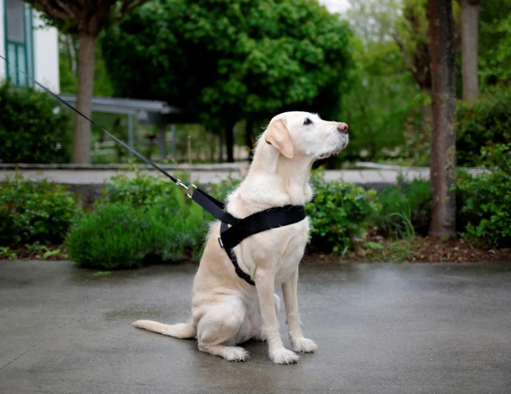 Beikircher Miami Plus pettorina cane 60x75cm nera idrorepellente