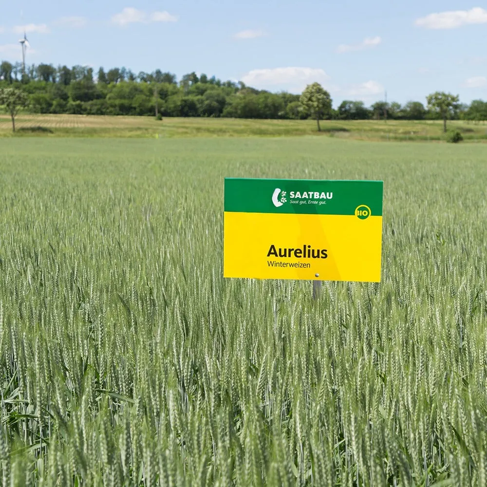 Beikircher Aurelius frumento invernale bio 30 kg alta resa