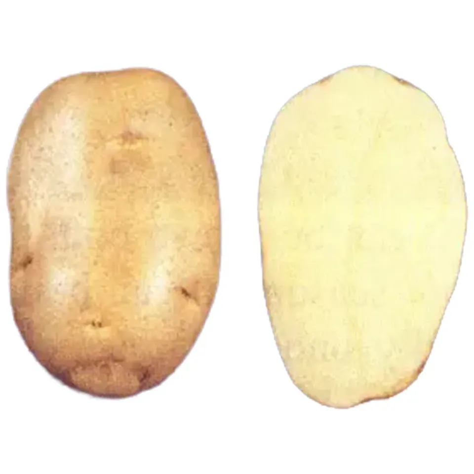 Beikircher Grünland Spunta patate da semina 25 kg semitardive