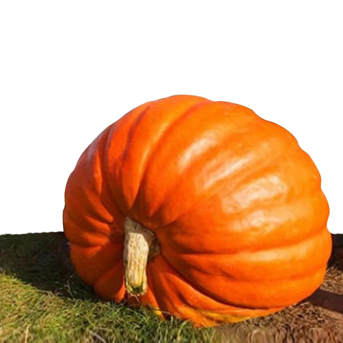 Semi zucca gigante 20 semi orto pieno sole