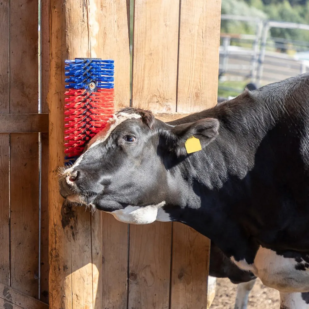 Beikircher Grünland Multiuso Spazzola Bovini Cavalli 50 cm Setole Dure