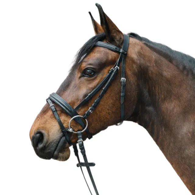 Star Diamond briglia cavallo strass marrone