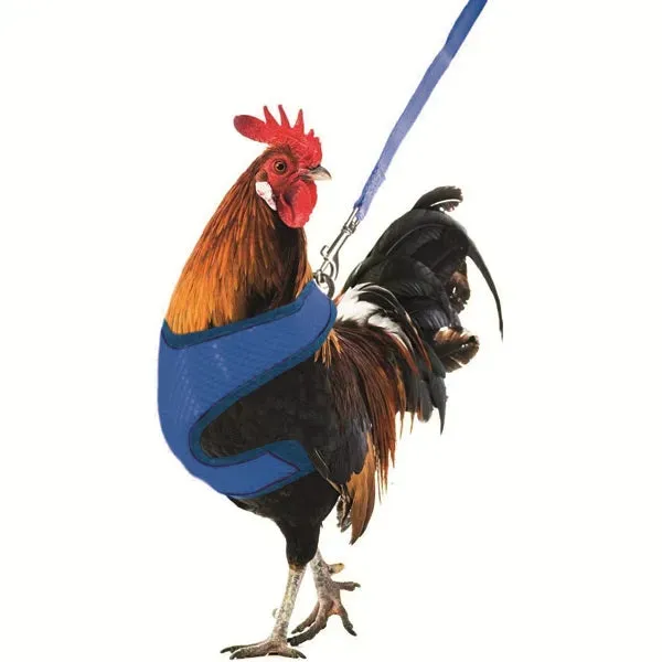 Il Verde Mondo Guinzaglio per Galline 35-50 cm traspirante