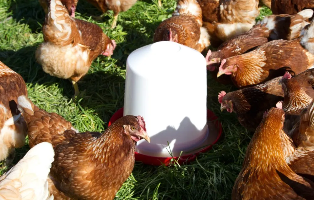 Beikircher abbeveratoio polli plastica 5 litri per pollaio