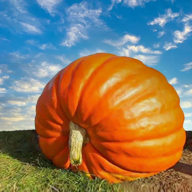 Semi zucca gigante 20 semi orto pieno sole