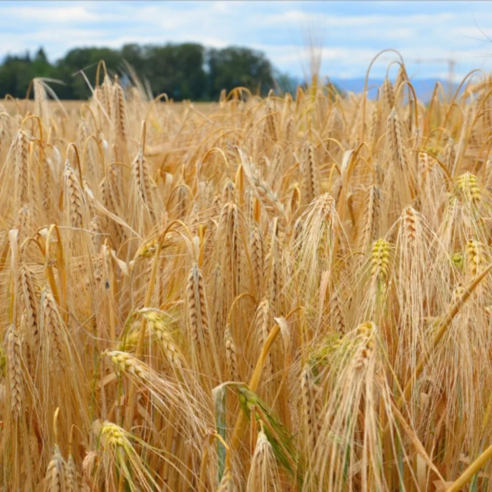Beikircher Grünland Adalina orzo invernale bio sacco 30 kg