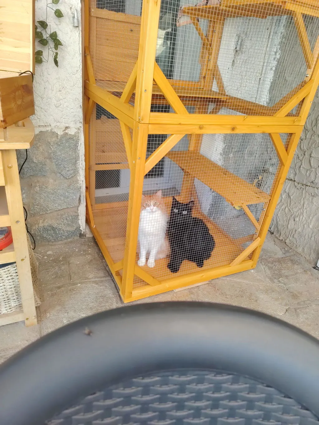Il Verde Mondo Minou Cuccia Gatti Esterno con Zaino Figaro