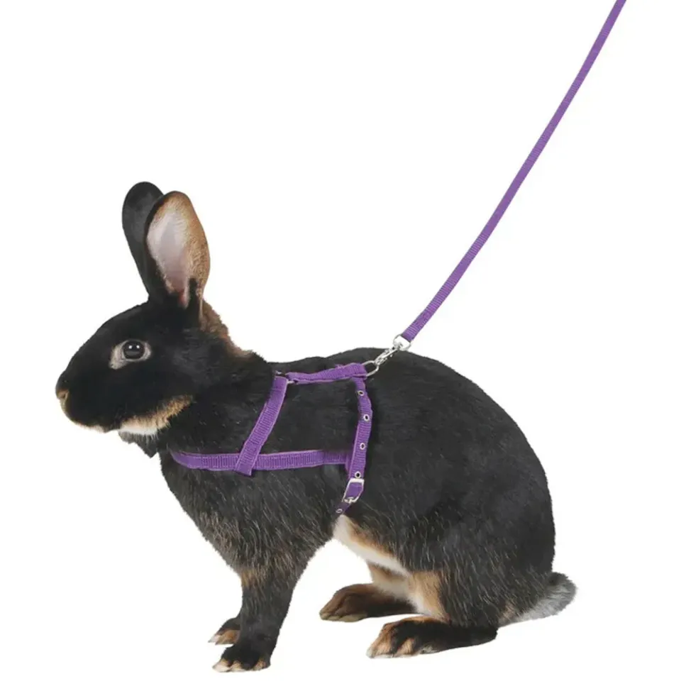 Beikircher Grünland Agility pettorina cane M viola 2 m
