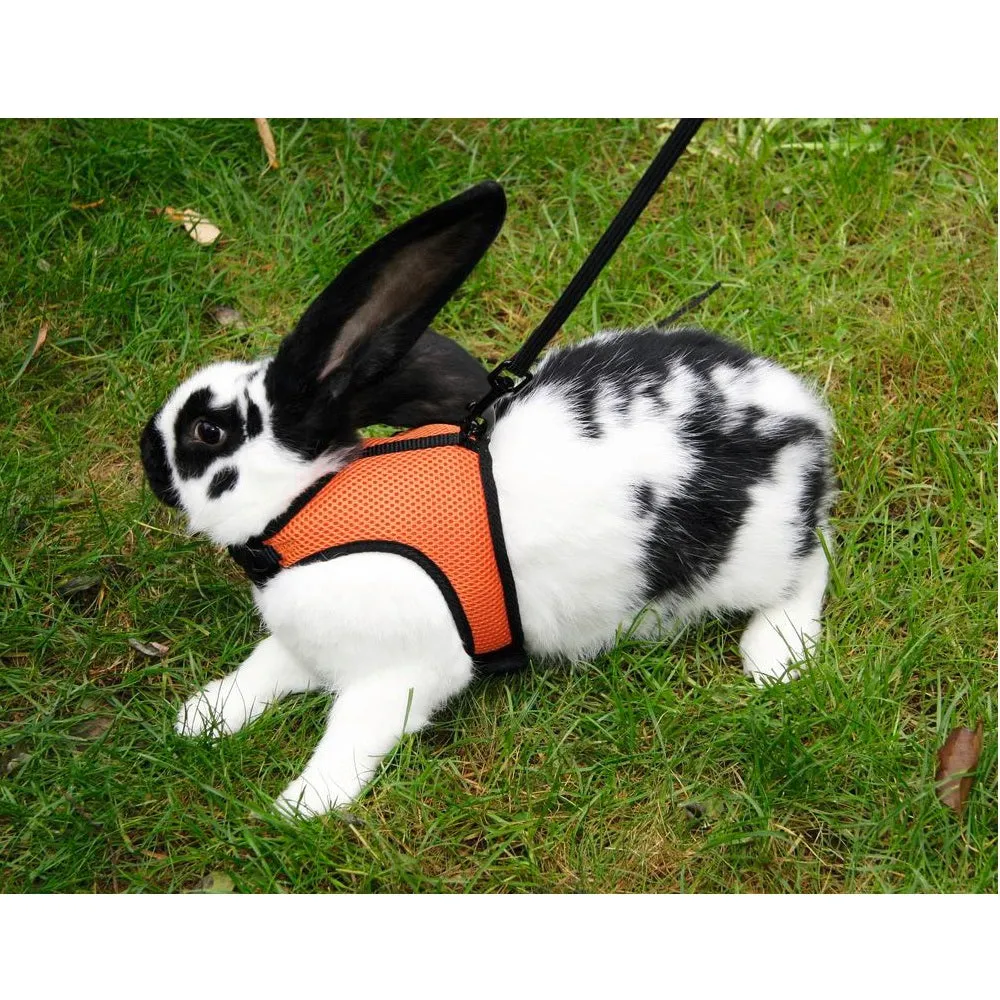 Beikircher Sport pettorina roditori 120 cm arancione 14-18 cm