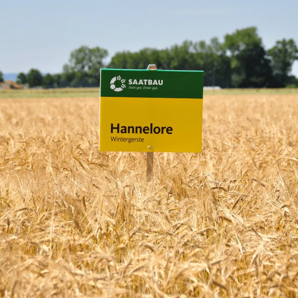 Beikircher Hannelore orzo invernale semi 30 kg alta resa