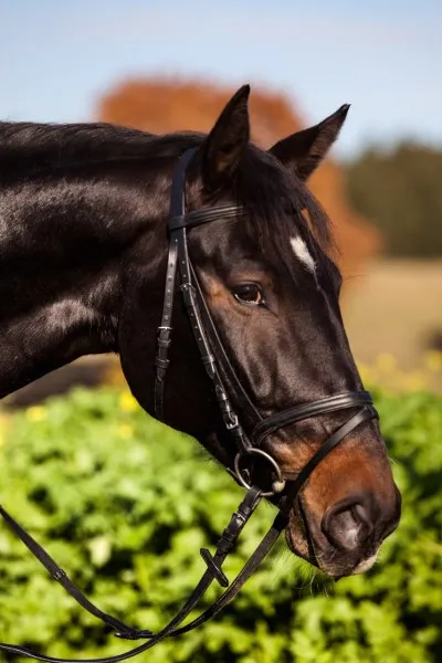 Beikircher Grünland Briglia Inglese Snaffle nera Shetty con redini