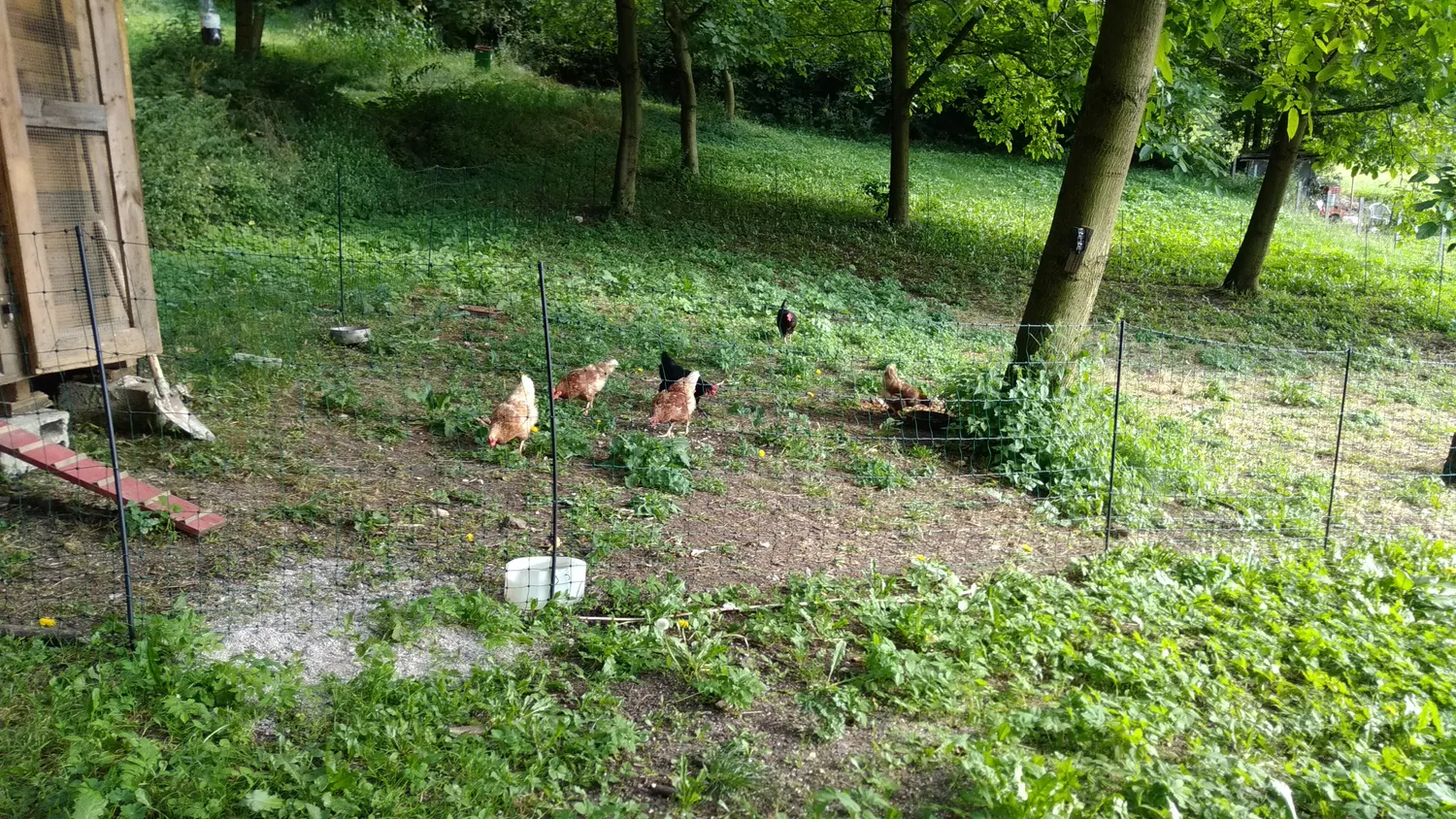 VOSS.farming Classic+ rete pollame 50 m 112 cm verde 20 pali