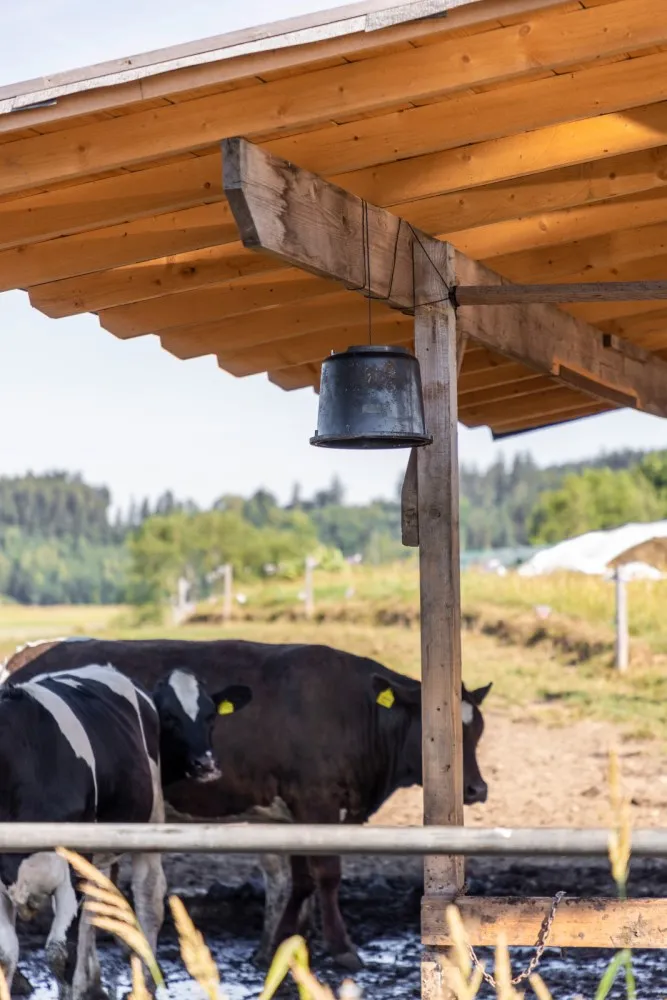 Beikircher Grünland secchio trappola colla tafani con accessori