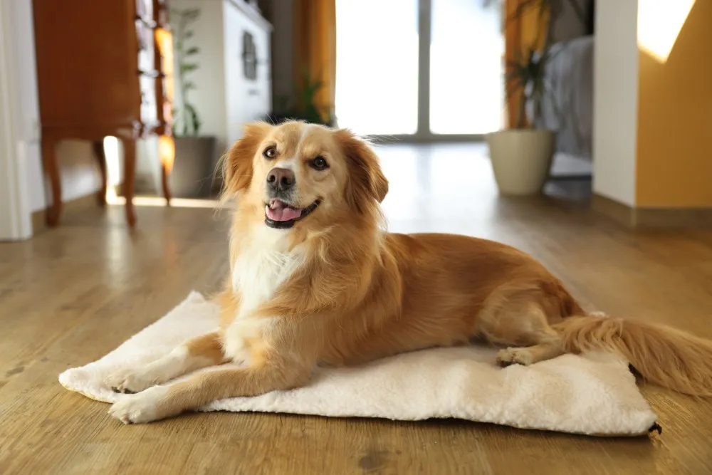 Beikircher Theo Cuscino Termico Cani Gatti 75x50 Beige