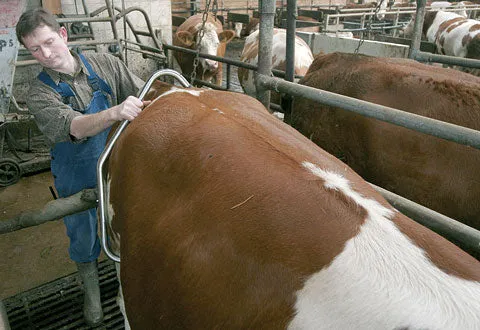 Beikircher Grünland antiscalcio vacche ricambio acciaio