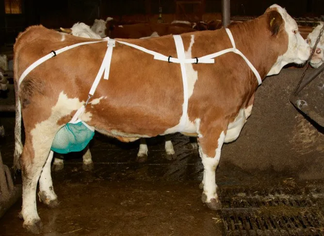 Beikircher Grünland protezione mammella vacche con cinghia