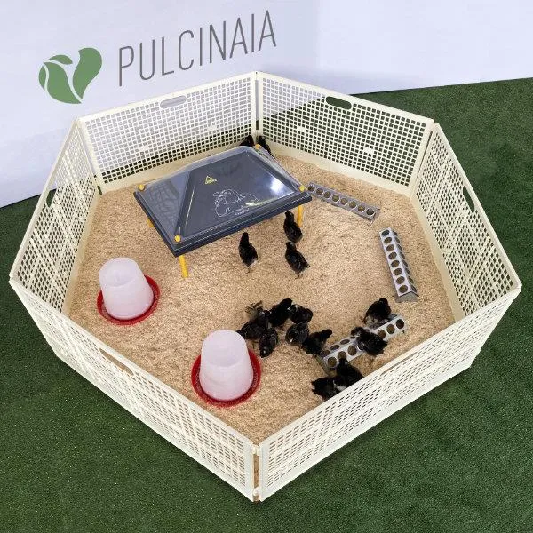 Il Verde Mondo Pulcinaia Svezzamento 50 Pulcini Kit