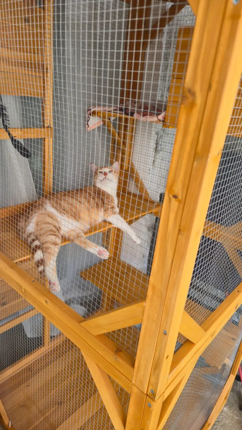 Il Verde Mondo Minou Cuccia Gatti Esterno con Zaino Figaro