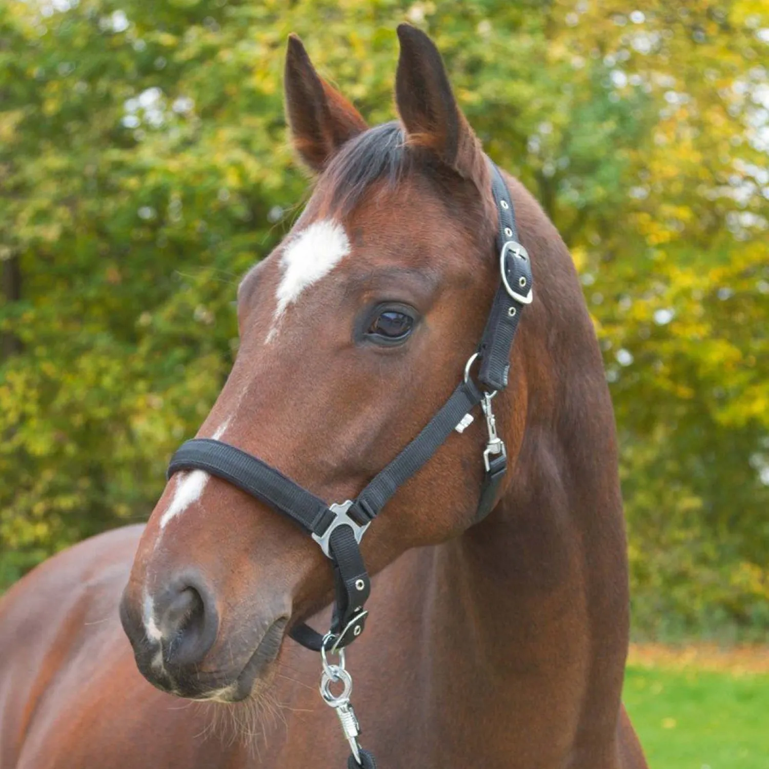 Dexter Capezza Cavallo Cob Morbida con Sottopelo Pile