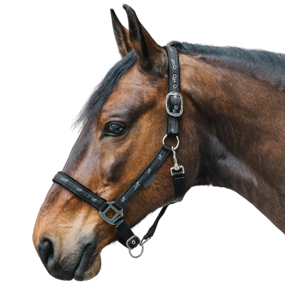 Pferdchen cavezza cavallo imbottita nera regolabile Full