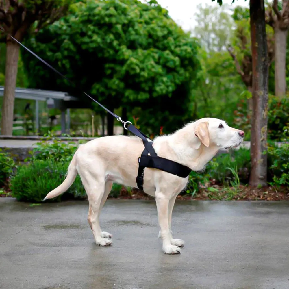 Beikircher Miami Plus pettorina cane 60x75cm nera idrorepellente