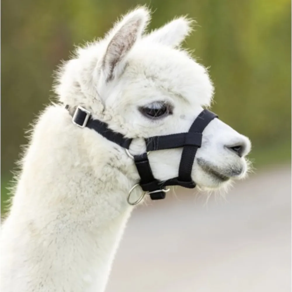 Beikircher Alpaca Capezza per Alpaca Regolabile Taglia M