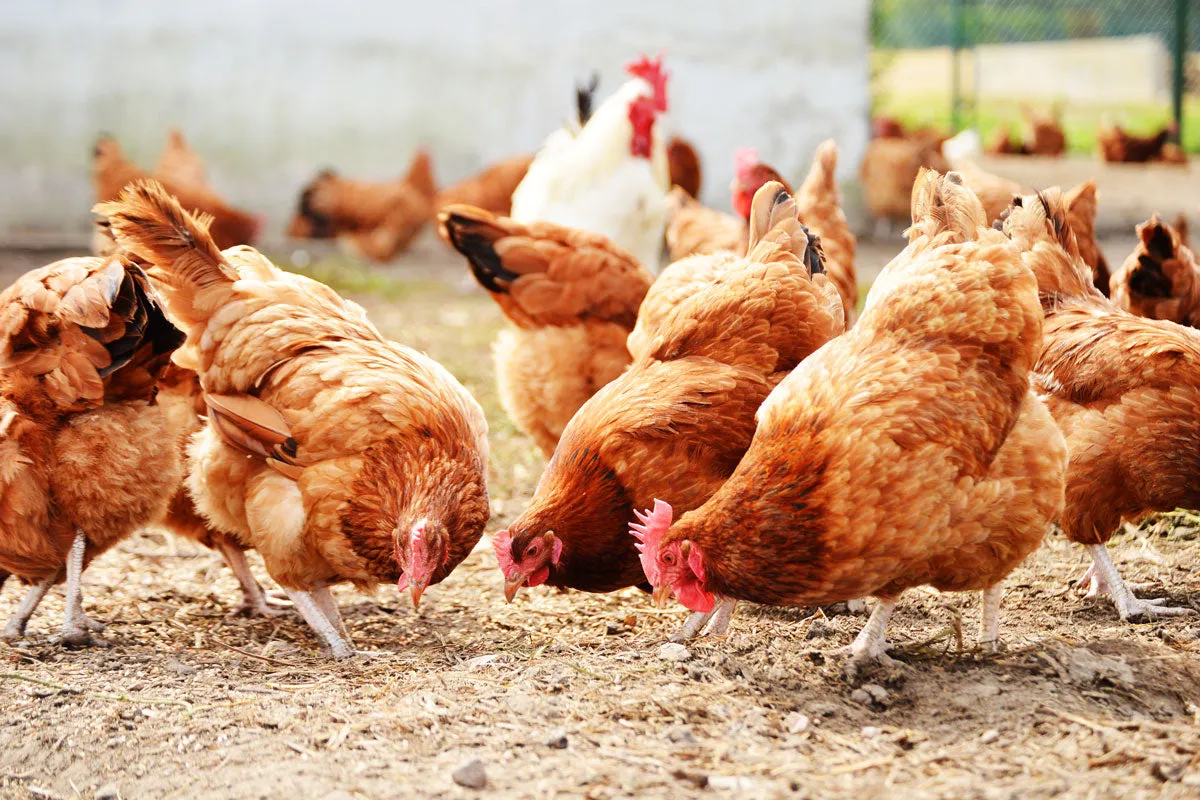 Beikircher Legegold mangime galline ovaiole pigmenti naturali