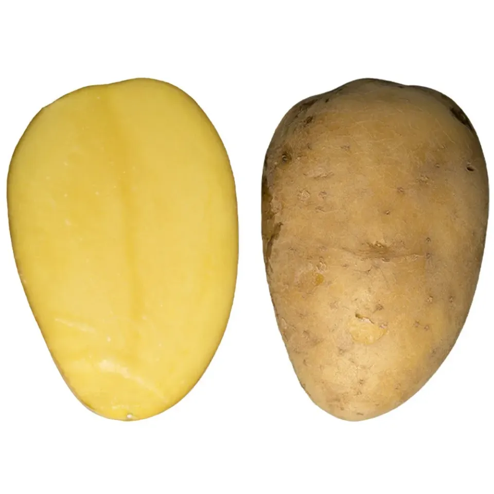 Cicero patate da semina 25 kg semiprecoce pasta gialla