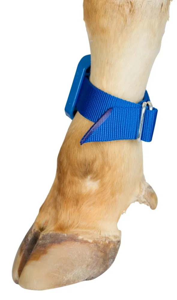 Beikircher Grünland cinturino caviglia podometro blu 40 cm