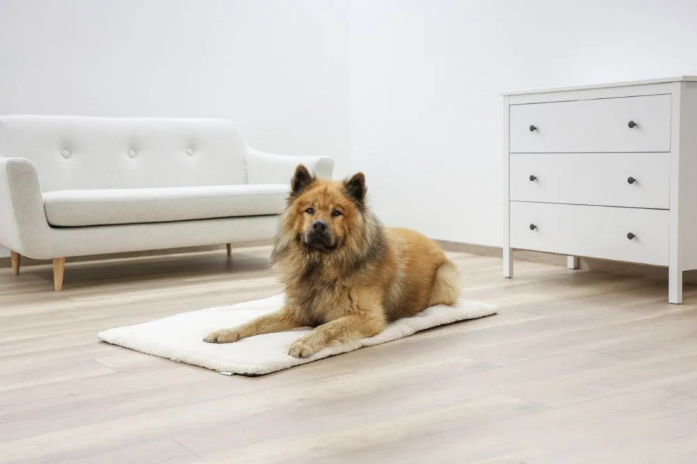 Beikircher Theo Cuscino Termico Cani Gatti 75x50 Beige