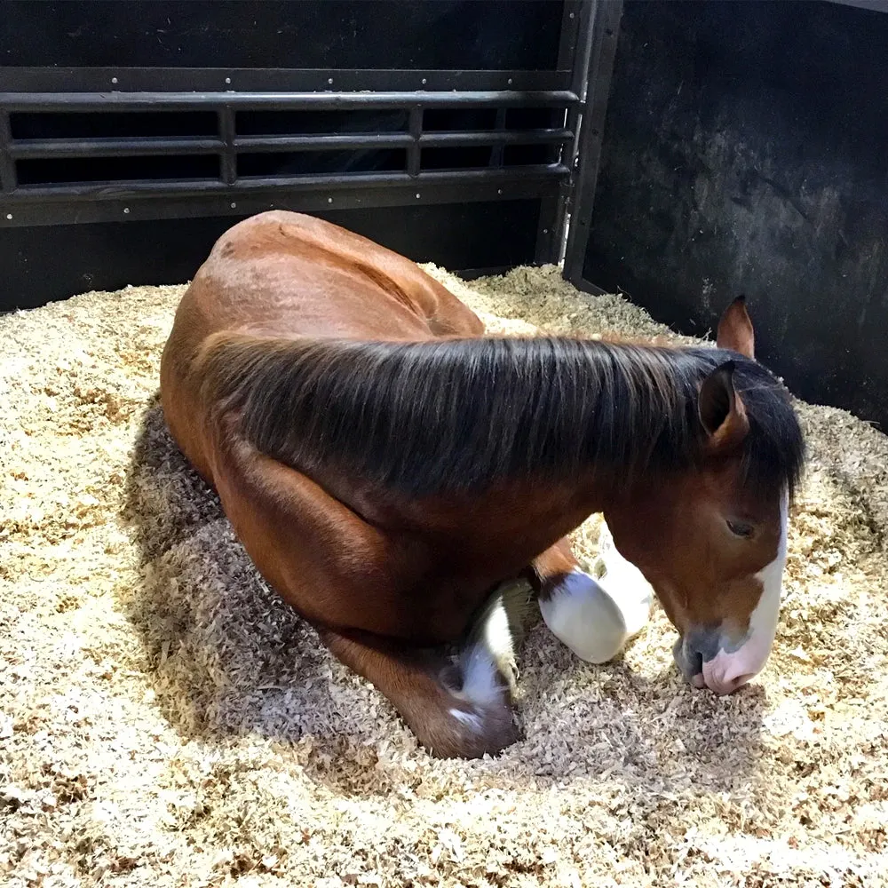 Allspan German Horse Xtreme lettiera cavalli 110 L depolverata