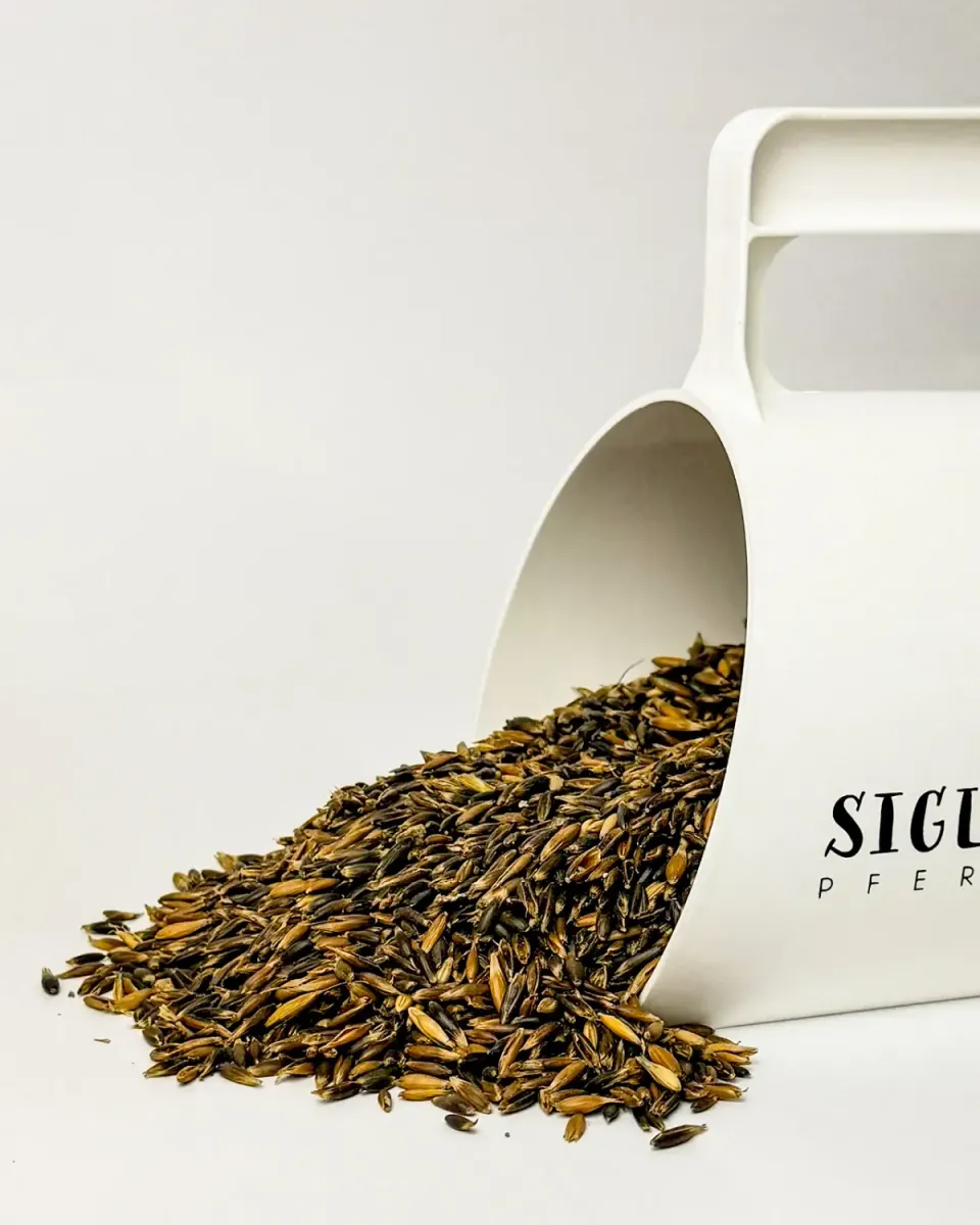 Siglhorse Schwarzhafer avena nera cavalli