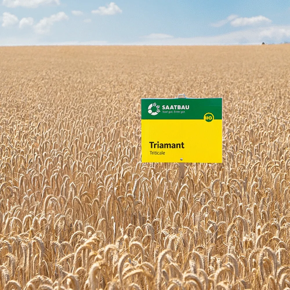 Triamant Triticale Invernale Bio Seme Cereale Sacco 30 kg