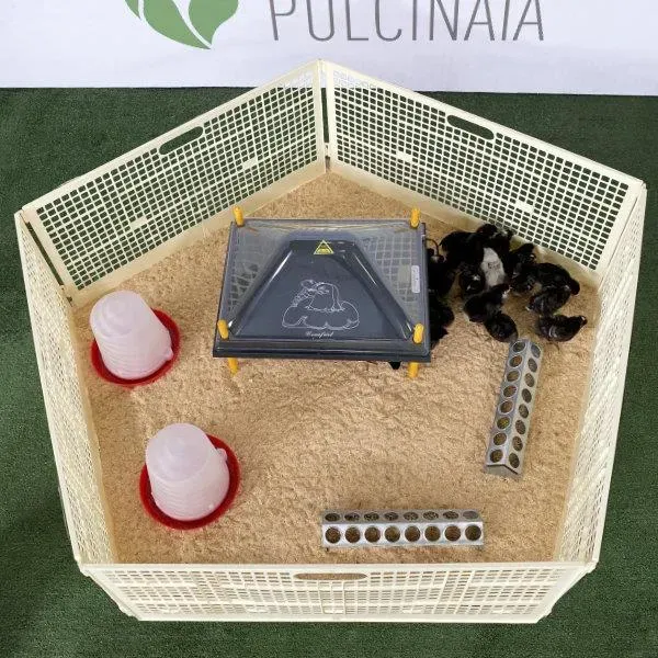 Il Verde Mondo Pulcinaia 40 Pulcini kit svezzamento completo
