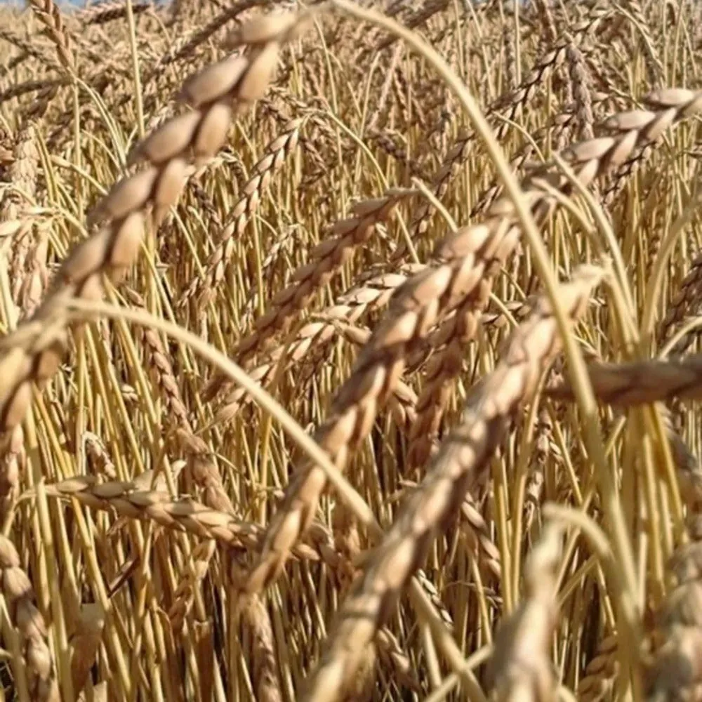 Beikircher Grünland Farro Oberkulmer Rotkorn Bio 25 kg seme