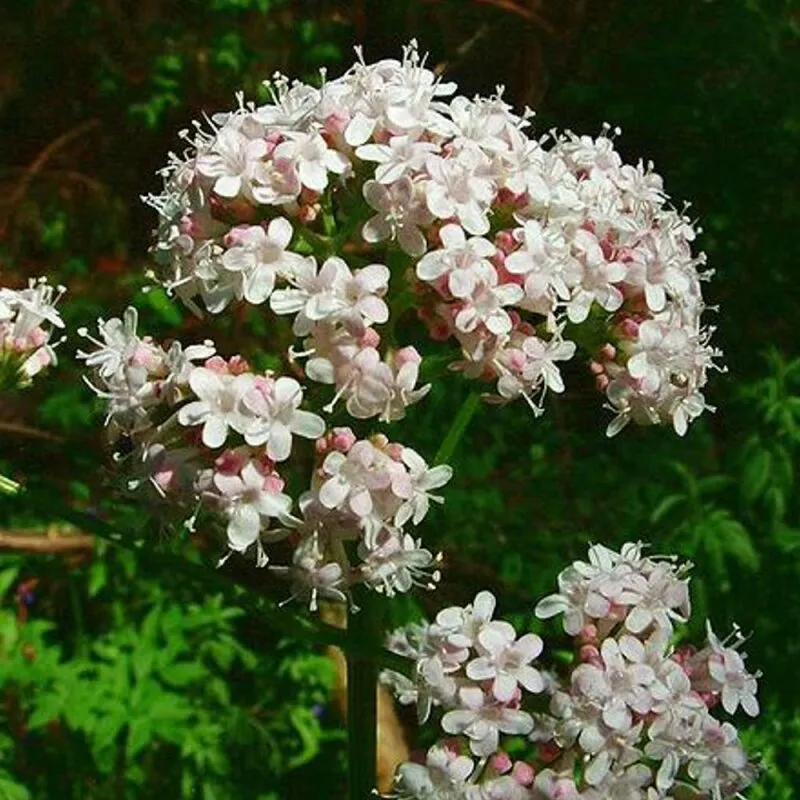 Beikircher Grünland Natusat valeriana cavalli 500g radice