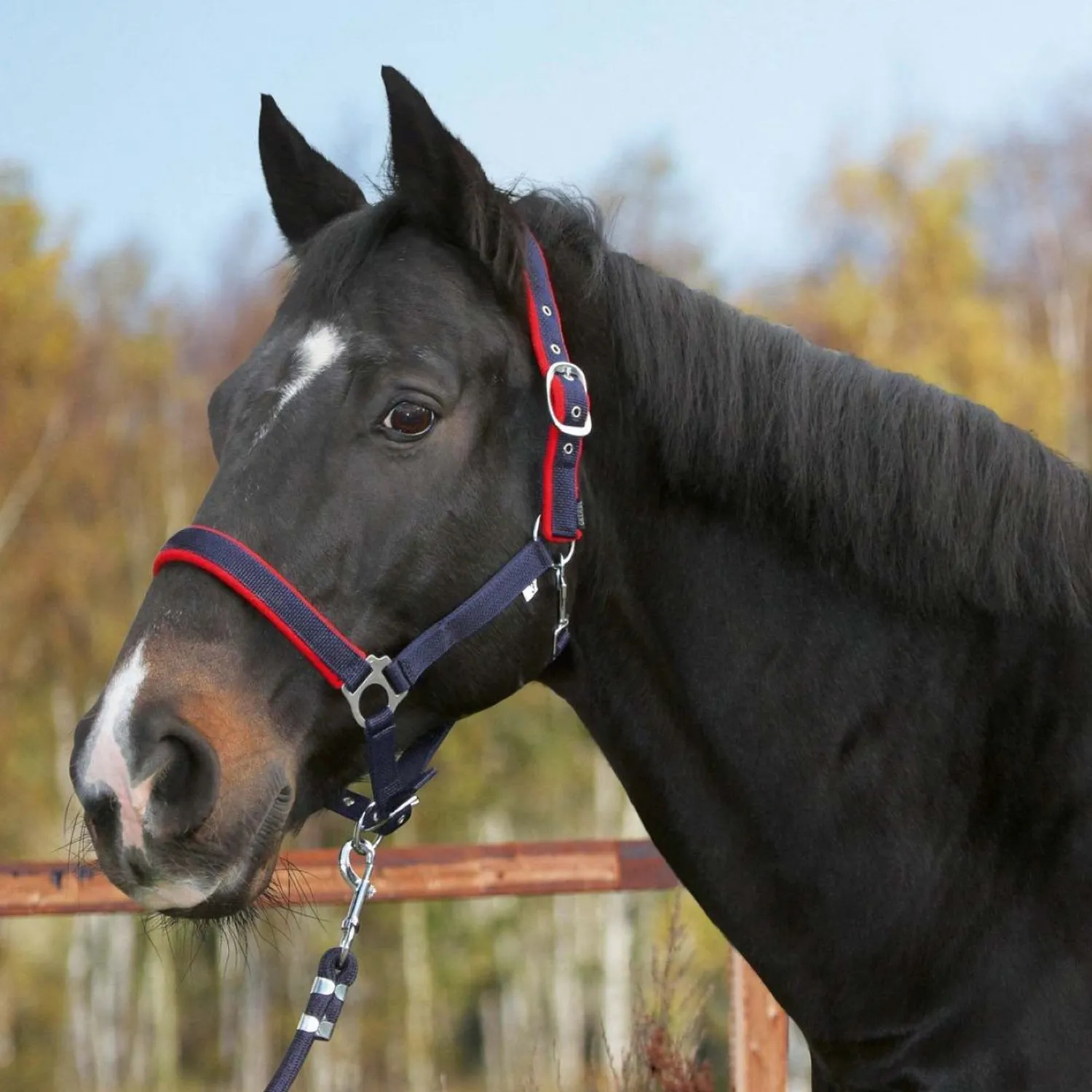 Dexter Capezza Cavallo Cob Morbida con Sottopelo Pile